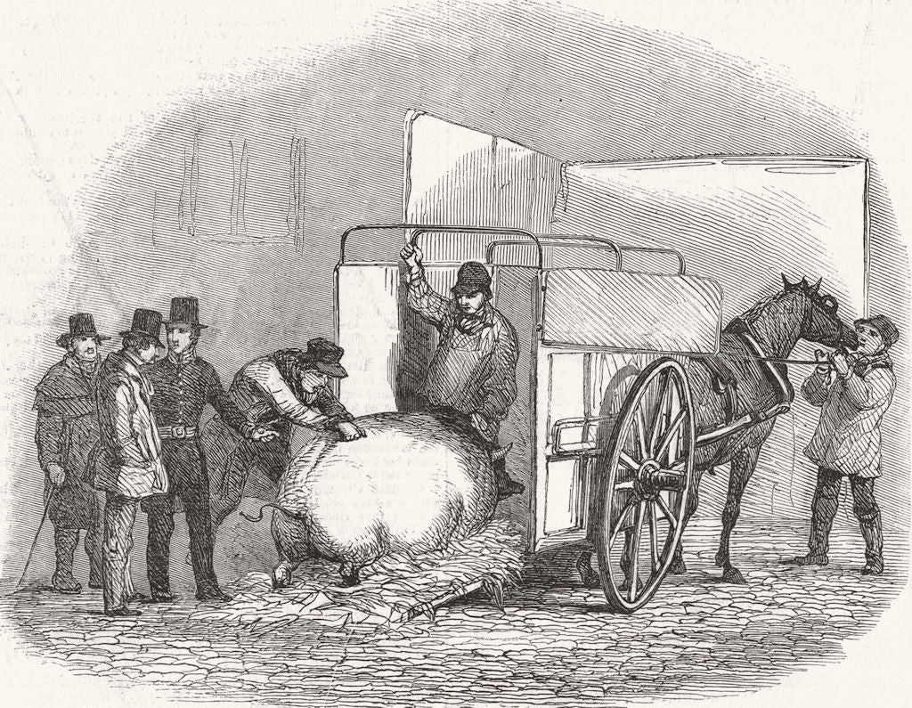 FARMING. Uncarting Pig 1849 old antique vintage print picture